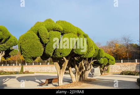 Cloud-gestutzten Büschen (Formschnitt) im Parque del Retiro, Madrid, Spanien Stockfoto