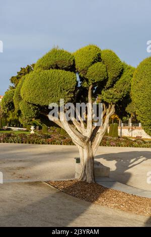 Baumstamm in Retiro Park, Madrid, Spanien Stockfoto