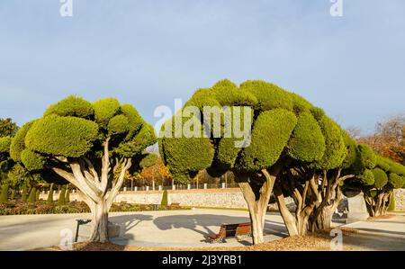 Cloud-gestutzten Büschen (Formschnitt) im Parque del Retiro, Madrid, Spanien Stockfoto