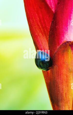 Makroansicht eines winzigen schlafenden blauen Marienkäfer. Stockfoto