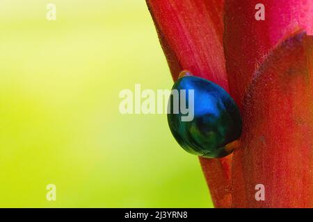 Makroansicht eines winzigen schlafenden blauen Marienkäfer. Stockfoto