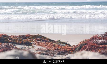 Große blaue Meereswellen krachen am Strand, kalifornische pazifikküste, USA. Meerwasserschaum, Seetang-Algen und weißer Sand. Sommerliche Küste mit ästhetischer Meereslandschaft. Surfstimmung. Nahtloser Cinemagraph mit Schleife Stockfoto