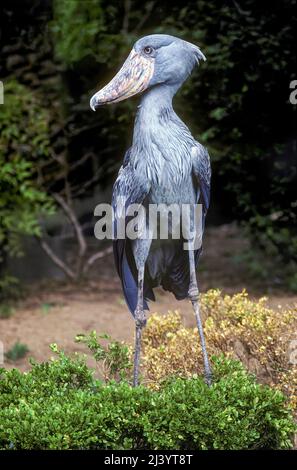 African Shoebill Stork (Balaeniceps rex), Afrika Stockfoto