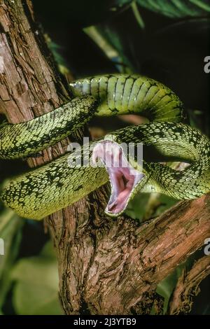 Buschviper (Atheris nitschei), Kenia, Afrika Stockfoto