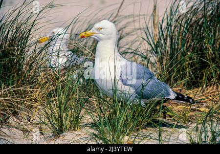 Hering Gull (Larus argentatus), Long Island, N.Y, USA Stockfoto