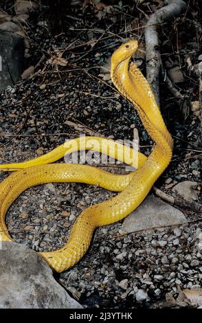 Yellow Cape Cobra (Naja nivea), Südafrika Stockfoto