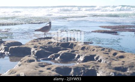 Vogeljagd im Gezeitentümpel, Seegußvögel auf der Suche nach Nahrung im Tidepool, La Jolla Beach, Tierwelt an der kalifornischen Ozeanküste, USA. Langer, schlanker, heruntergekrümmter Schnabel, seltenes Tier, Stein durch Wasser. Stockfoto