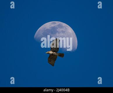 Ein Rotschwanzfalke schwebt in der späten Nachmittagssonne an einem Dreiviertelmond vorbei. Stockfoto