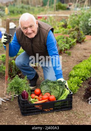 Älterer Gartenbauer hält Kiste mit Gemüseernte Stockfoto