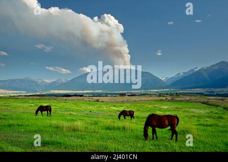 Feuer auf Chief Joseph Mountain, Wallowa Valley, Oregon Stockfoto