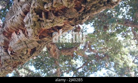 Großer Korkbaum oder großer Korkholzstamm, Äste und Baldachin Laub von unten, Blattansicht aus tiefem Winkel. Bewachsener Wald oder Wald, unter üppigem Grün von riesigen riesigen Pflanzen. Grüne Blätter im Sonnenlicht. Stockfoto