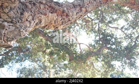 Großer Korkbaum oder großer Korkholzstamm, Äste und Baldachin Laub von unten, Blattansicht aus tiefem Winkel. Bewachsener Wald oder Wald, unter üppigem Grün von riesigen riesigen Pflanzen. Grüne Blätter im Sonnenlicht. Stockfoto