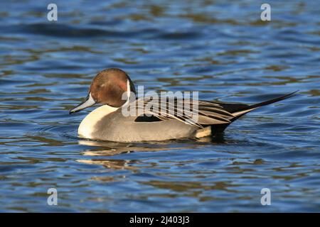 Eine Nahaufnahme einer männlichen Nördlichen Pintail-Ente (anas acuta), die mit geschlossenem Auge in Seitenprofil vor blauem Wasserhintergrund schläft. Aufgenommen in Victori Stockfoto