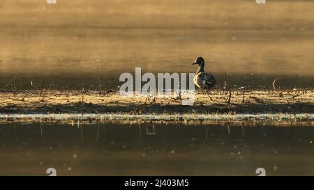 Eine einzelne männliche Nördliche Pintail-Ente (anas acuta) von hinten bei Sonnenaufgang an einem leicht nebligen goldenen Morgen in einem überfluteten Feld. Aufgenommen in Victoria, Großbritannien Stockfoto