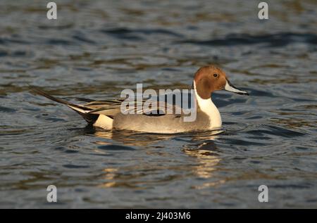 Nahaufnahme einer männlichen Nördlichen Pintail-Ente (anas acuta) im Seitenprofil auf dem Wasser im Sonnenlicht. Aufgenommen in Victoria, British Columbia, Kanada. Stockfoto