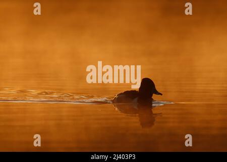 Männliche Zwergducke (Aythya affinis), die bei Sonnenaufgang im Nebel auf dem Wasser schwimmt, mit einer Linie oder einem Gefolge von Wasserkräuseln dahinter. Aufgenommen in Victo Stockfoto