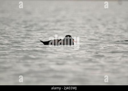 Eine niedrige Winkelseite aus der Nähe eines Weißflügelschotten (Melanitta deglandi), der im Wasser schwimmt. Aufgenommen in Victoria, British Columbia, Kanada. Stockfoto