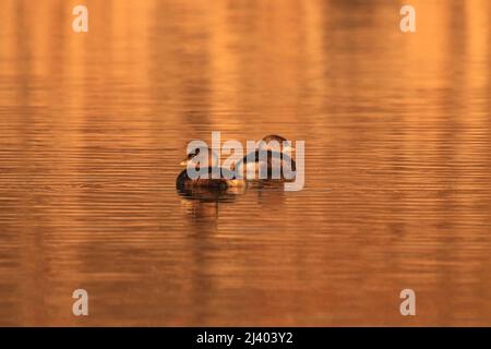 Ein Paar von Rattenschnabel-Grebes (Podilymbus podiceps), die im Wasser mit orangefarbenem Licht schwimmen. Aufgenommen in Victoria, British Columbia, Kanada. Stockfoto