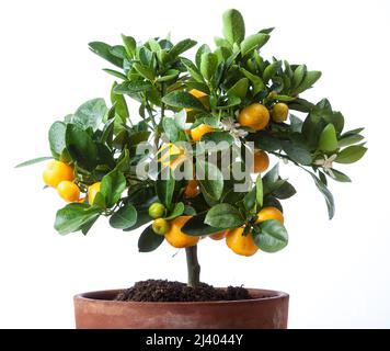 Calamondin Orange, Kalamondin (Citrus × microcarpa) Stockfoto