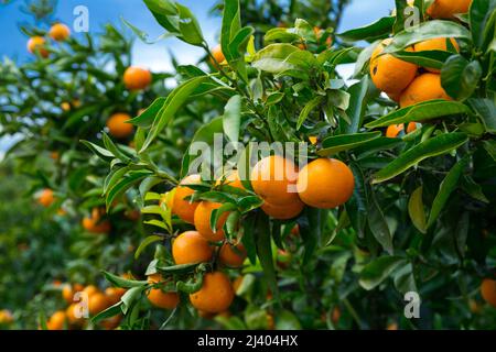 Reife Mandarinenorangen auf Bäumen Stockfoto