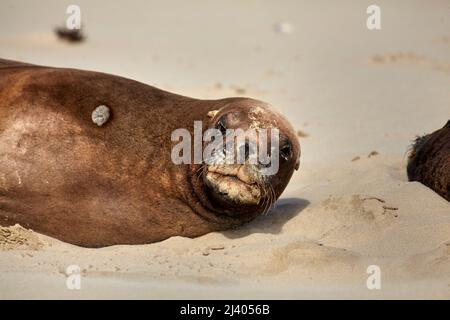Neuseeland Sea Lion (Phocarctos hookeri), Cannibal Bay, Catlins, Südinsel, Neuseeland Stockfoto