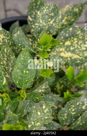 Grüne Blätter von Aucuba japonica im frühen Frühjahr. Junge Sprossen von Spotted Lorbeer, Japanese Lorbeer oder Goldstaub Pflanze. Stockfoto