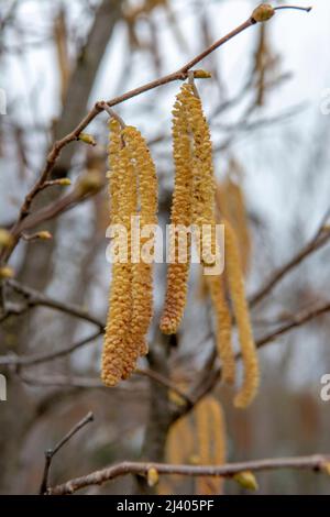 Die Korkenzieher-Hasel (Corylus avellana Contorta) männliche Kätzchen im frühen Frühjahr. Stockfoto