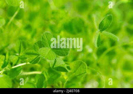 Rote Kleeblätter in hellem Sonnenlicht, Nahaufnahme. Junges Trifoliat, Blätter mit drei Blättchen, von Trifolium pratense. Grüne Jungpflanzen und Microgreen. Stockfoto