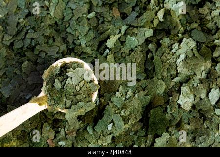 Trocken grün auf einem Holzlöffel zusammengesetzte Fischfutterflocken. Draufsicht Stockfoto