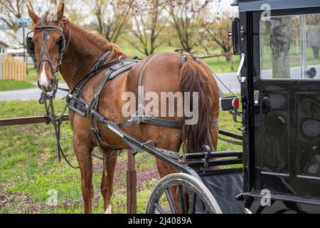 Pferd und Buggy in der Amish Country Gegend von Lancaster County, Pennsylvania. (USA) Stockfoto