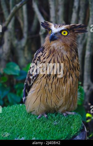 Eule in brauner und schwarzer Farbe, die auf grünem Gras auf der linken Seite steht Stockfoto