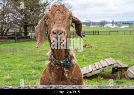 Neugierige Ziege, die über einen Zaun auf einer Familienfarm in Lancaster County, Pennsylvania, schaut. (USA) Stockfoto