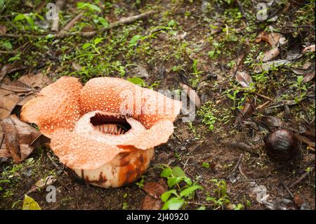 Die Rafflesia ist eine parasitäre Pflanze der Regenwälder von Sumatra und Borneo. Hat die größte Einzelblume der Erde und einen sehr unangenehmen Geruch. Stockfoto