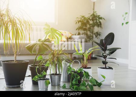 Sammlung verschiedener tropischer Grünpflanzen in verschiedenen Töpfen auf grauem Hintergrund. Sunligt vom Fenster. Home Gartenarbeit, Grünpflanzen Zusammensetzung, Blumentöpfe in Innenarchitektur Dekorationen, Hobby-Konzept Stockfoto