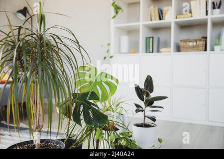 Sammlung verschiedener tropischer Grünpflanzen in verschiedenen Töpfen. Vorderwinkel Ansicht Foto von modernen Wohnzimmer innen mit skandinavischen Interieur, komfortable Möbel, urbane Dschungel. Stockfoto