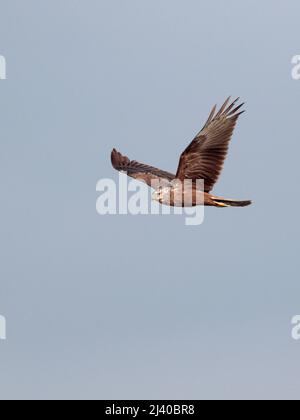 Eastern Marsh Harrier (Circus spilonotus), in Flight, Mai Po Nature Reserve, New Territories, Hong Kong, China April 2022 Stockfoto