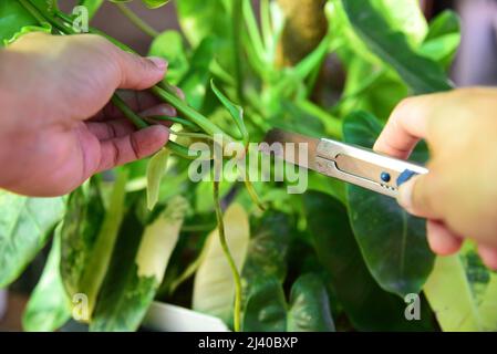 Schneiden Sie den Philodendron burle marx variegated für Pflanze Stockfoto