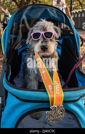 Austin, Texas, USA. 10. April 2022. Ein 15-jähriger Läufer-Hund entspannt sich nach dem Rennen in einem Kinderwagen. Mehr als 15.000 Menschen nahmen am Capitol 10.000 Teil, einem Lauf 10K, der von der lokalen Tageszeitung, dem Austin American Statesman, durchgeführt wurde. Die ersten Finisher der Cap10K überquerten die Linie in etwas mehr als 30 Minuten. Kredit: Sidney Bruere/Alamy Live Nachrichten Stockfoto