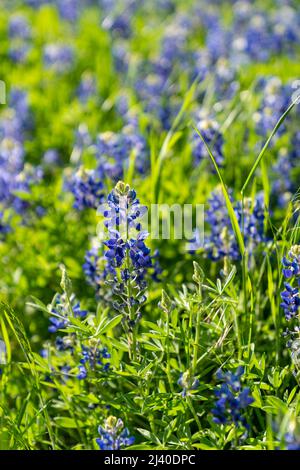 Nahaufnahme von blühenden Bluebonnets in Nord-Texas, im Land außerhalb von Ennis, Texas. Stockfoto