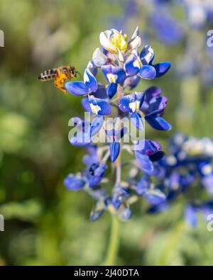 Nahaufnahme einer Hummel, die Pollen auf bluebonnets sammelt, Lupinus texensis, während einer frühen Frühjahrsblüte in der Nähe von Ennis, Texas. Stockfoto