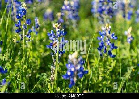 Ganz aus der Nähe sehen Sie bluebonnets in Texas mit einer Biene auf der Blume. Stockfoto