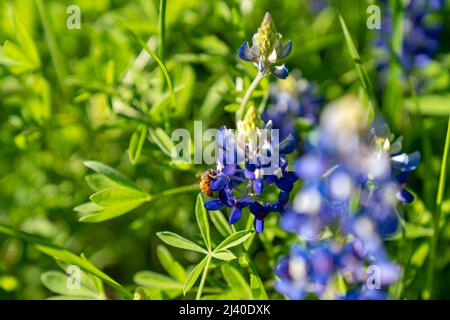 Nahaufnahme einer Hummel, die Pollen auf bluebonnets sammelt, Lupinus texensis, während einer frühen Frühjahrsblüte in der Nähe von Ennis, Texas. Stockfoto