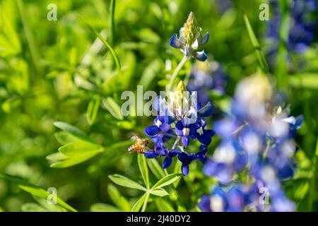 Nahaufnahme einer Hummel, die Pollen auf bluebonnets sammelt, Lupinus texensis, während einer frühen Frühjahrsblüte in der Nähe von Ennis, Texas. Stockfoto