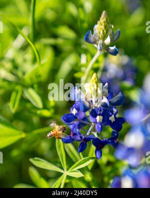 Nahaufnahme einer Hummel, die Pollen auf bluebonnets sammelt, Lupinus texensis, während einer frühen Frühjahrsblüte in der Nähe von Ennis, Texas. Stockfoto