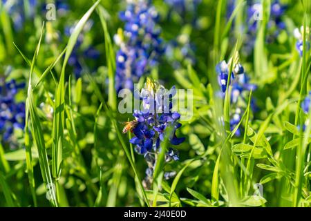 Nahaufnahme einer Hummel, die Pollen auf bluebonnets sammelt, Lupinus texensis, während einer frühen Frühjahrsblüte in der Nähe von Ennis, Texas. Stockfoto