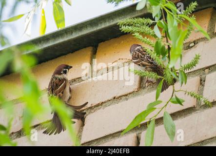 Baumsparrows an der Ziegelmauer haben eine Mineralfütterung Stockfoto