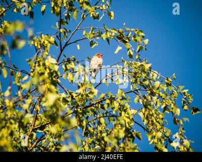 Gewöhnlicher Rosefinch (Carpodacus Erythrinus) männlicher Vogel auf Birkenzweig Stockfoto