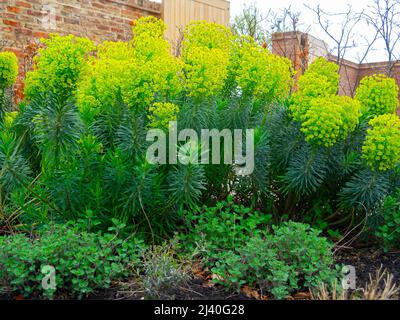 Im März 2022 wurde in einem formellen Garten in North Yorkshire eine Eibenspühne durchgeführt Stockfoto