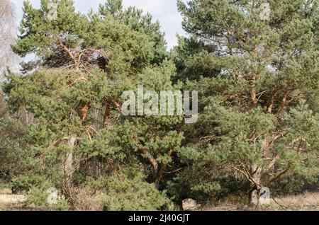 Bäume im Wald Stockfoto