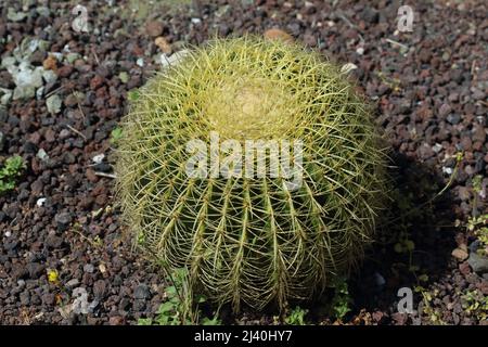 Makroaufnahme eines goldenen Fasskaktus (Echinocactus grusonii) mit scharfen gelben Stacheln in einem Wüstengarten Stockfoto